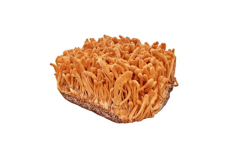 Cordyceps Mushrooms